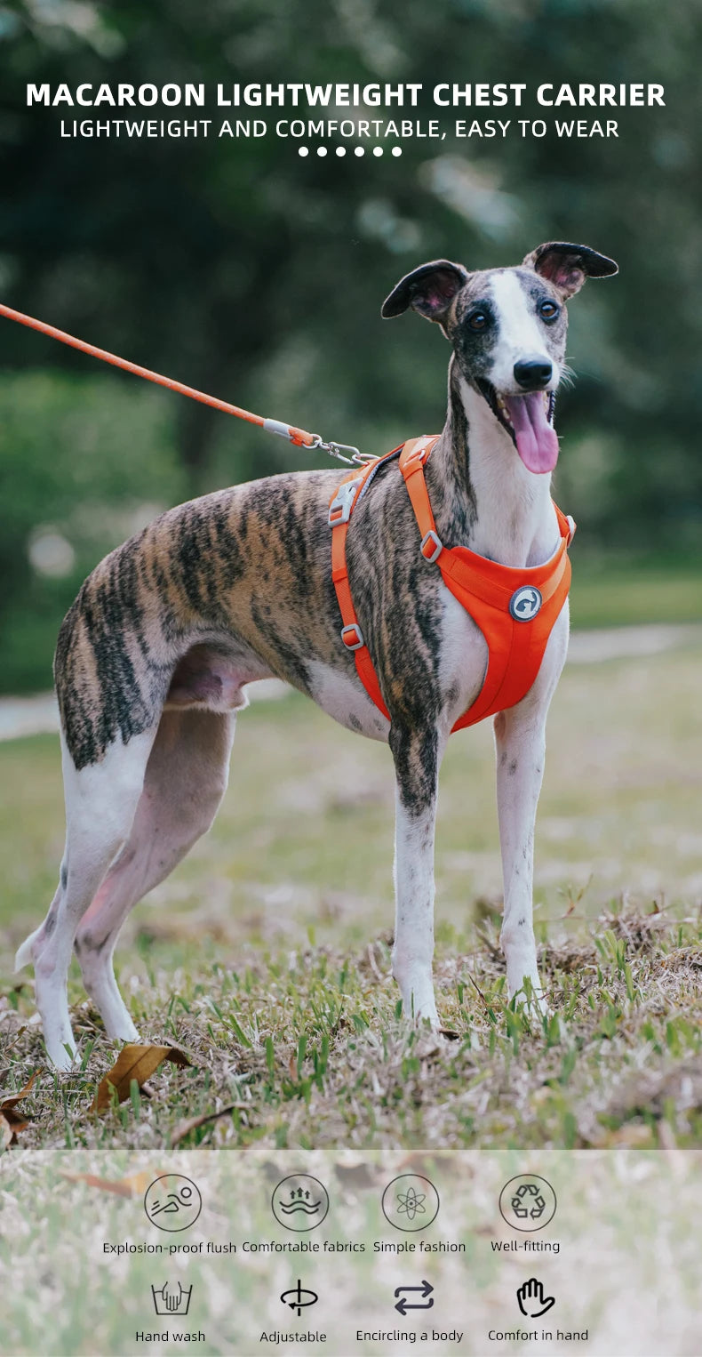 Walking Dog Harnesses Set With Leashes Pet Dog Cat Gifts Vest For Small Medium Large Dogs Rope Set Outdoor Training Pet Supplies