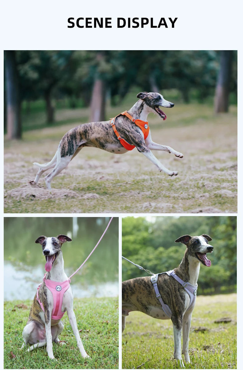 Walking Dog Harnesses Set With Leashes Pet Dog Cat Gifts Vest For Small Medium Large Dogs Rope Set Outdoor Training Pet Supplies